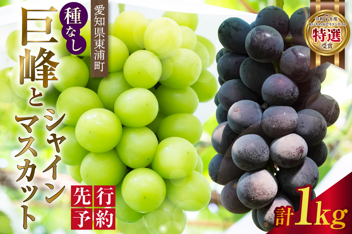 [先行予約][2026年8月発送]東浦町産 種なし巨峰とシャインマスカット(約1kg)|ぶどう 葡萄 ブドウ 巨峰 グレープ 種なし シャインマスカット マスカット 受領歴 贈答 贈り物 果物 新鮮 朝採り 直送 高糖度 甘いフルーツ 旬 ギフト 愛知県 東浦町