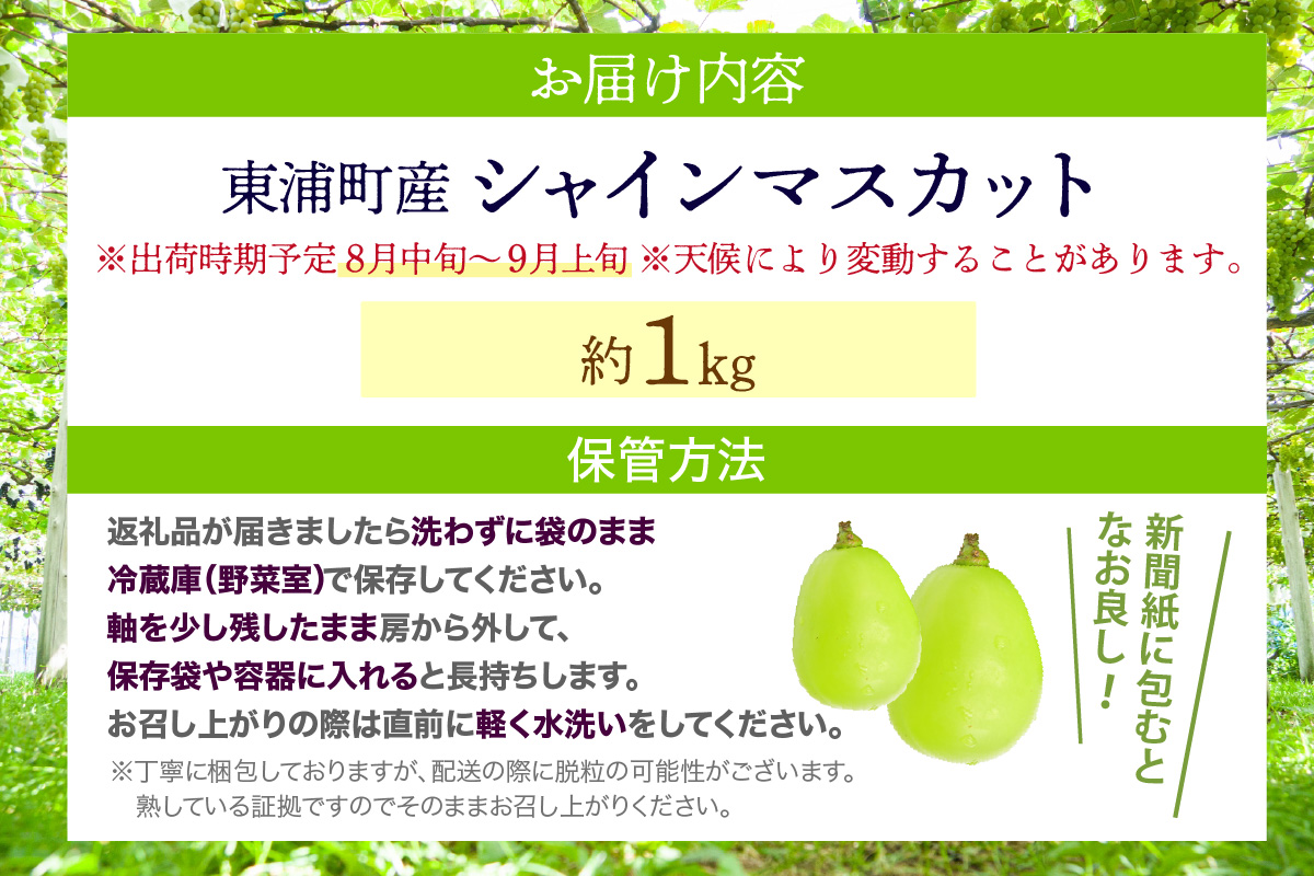 æ±æµŠçºç£ ã·ã£ã€ã³ãã¹ã«ãã(çŽ1kg)ïœã·ã£ã€ã³ãã¹ã«ãã ãã¹ã«ãã ç¹éž åè³æŽ èŽç èŽãç© æç© æ°é®® ææ¡ã çŽé é«ç³åºŠ çã ãã«ãŒã æ¬ ã®ãã æç¥ç æ±æµŠçº