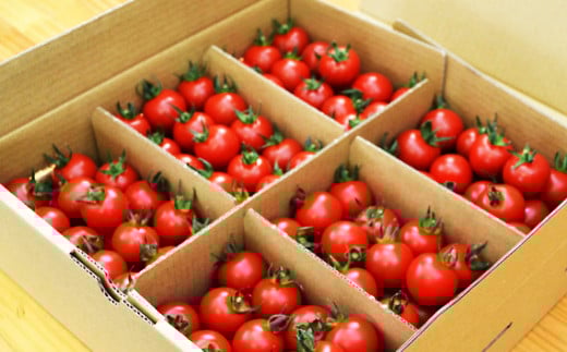 農園直送 つぶより ミニトマト 3kg入り│トマト プチトマト 甘い 野菜 産地直送 愛知県 東浦町