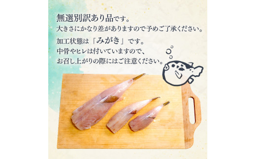 訳あり サバフグ むき身 2kg ( 500g × 4パック ) 鍋 唐揚げ 塩 焼き 小分け 魚 河豚 さかな 魚介 海鮮 新鮮 海の幸 フグ グリル 冷凍 愛知県 南知多町 人気 おすすめ 【離島不可】