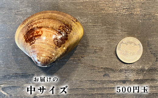 【先行予約】 岬だより 希少 天然はまぐり 中サイズ 500g×2袋