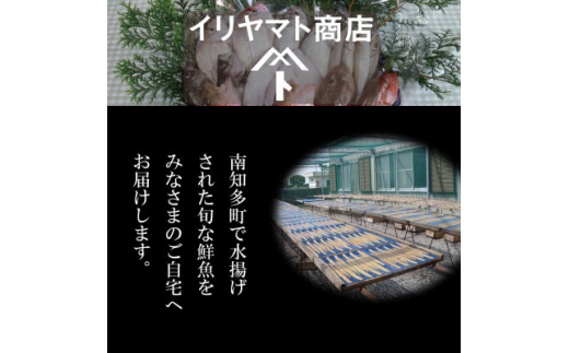 詰め合わせ 鮮魚 旬 3 ～ 6種 鯛 メバル カサゴ イカ カレイ ヒラメ 詰め合わせ セット 愛知県 南知多町 海鮮 海の幸 セット 魚介 新鮮 人気 おすすめ