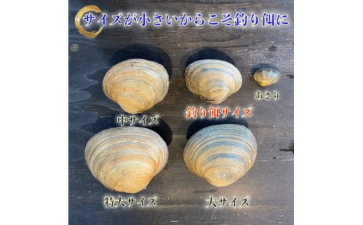 岬だよりの＜天然＞大あさり釣り餌用 6個入り×4袋セット