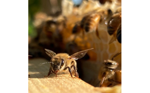 蝗ス逕」陷り惧4譛ャ繧サ繝繝(繝懊ヨ繝ォ)