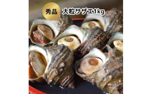 秀品サザエ1kg 刺身・生食可(CAS冷凍で新鮮)約7～13コ