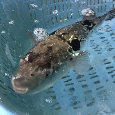 活とらふぐ ちり鍋 セット 1尾 (2～3人前) ＜南知多 料理宿監修＞ ふぐちり 愛知県 南知多町 人気 おすすめ