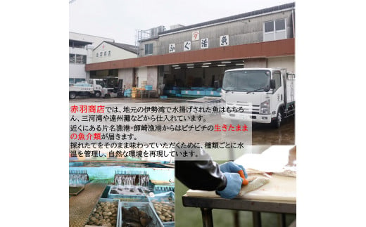 おまかせ 海産物 地魚 ひもの 詰合せ 南知多産 3～4種 冷凍 旬 鮮魚 干物 鯛 イワシ タチウオ 鰯 味醂 干し フグ サヨリ 河豚 鱧 みりん 醤油 タイ ハモ しょうゆ キス 太刀魚 季節 海鮮 新鮮 おかず 雑炊 乾き物 つまみ 大あさり むき身 魚 コハダ 酢の物 詰め合わせ さかな つめあわせ オオアサリ 簡単 セット 人気 おすすめ 愛知県 南知多町