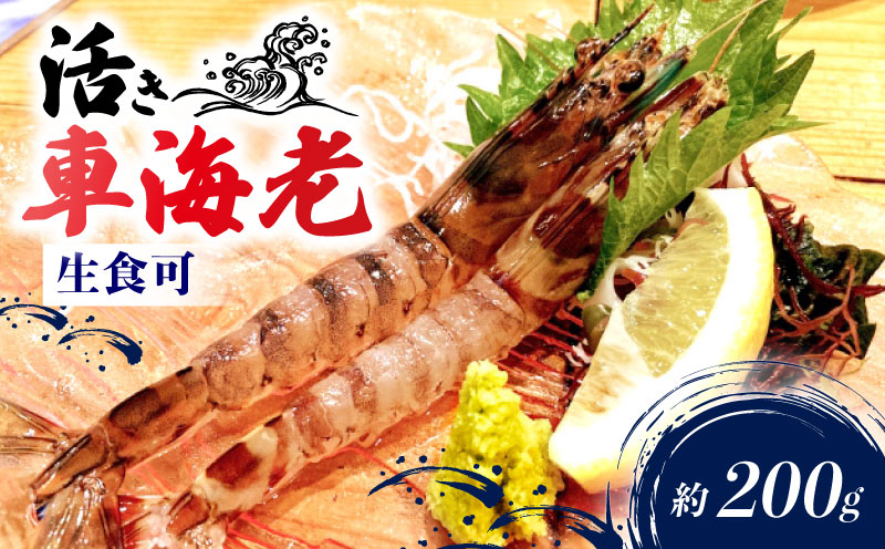 先行予約 活車海老 約200g 指定日必須 クルマエビ