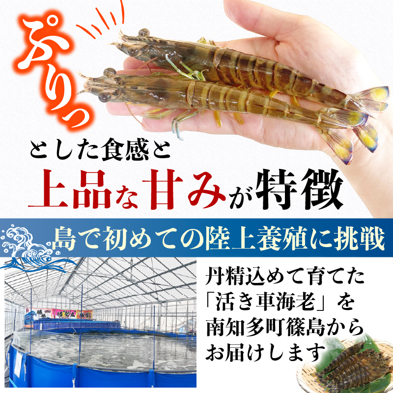 先行予約 活車海老 約300g 指定日必須 クルマエビ