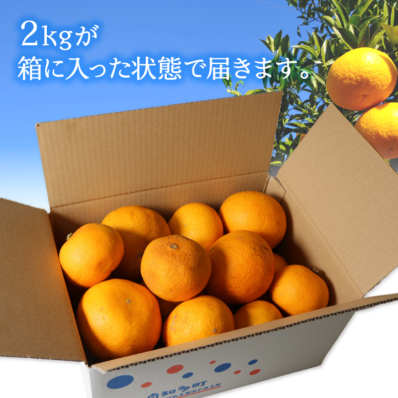 訳あり 八朔 約2kg   南知多町産  柑橘 果物 フルーツ デザート 人気 おすすめ 愛知県 南知多町 ふるさと納税 ふるさと納税柑橘 愛知県産 南知多町産