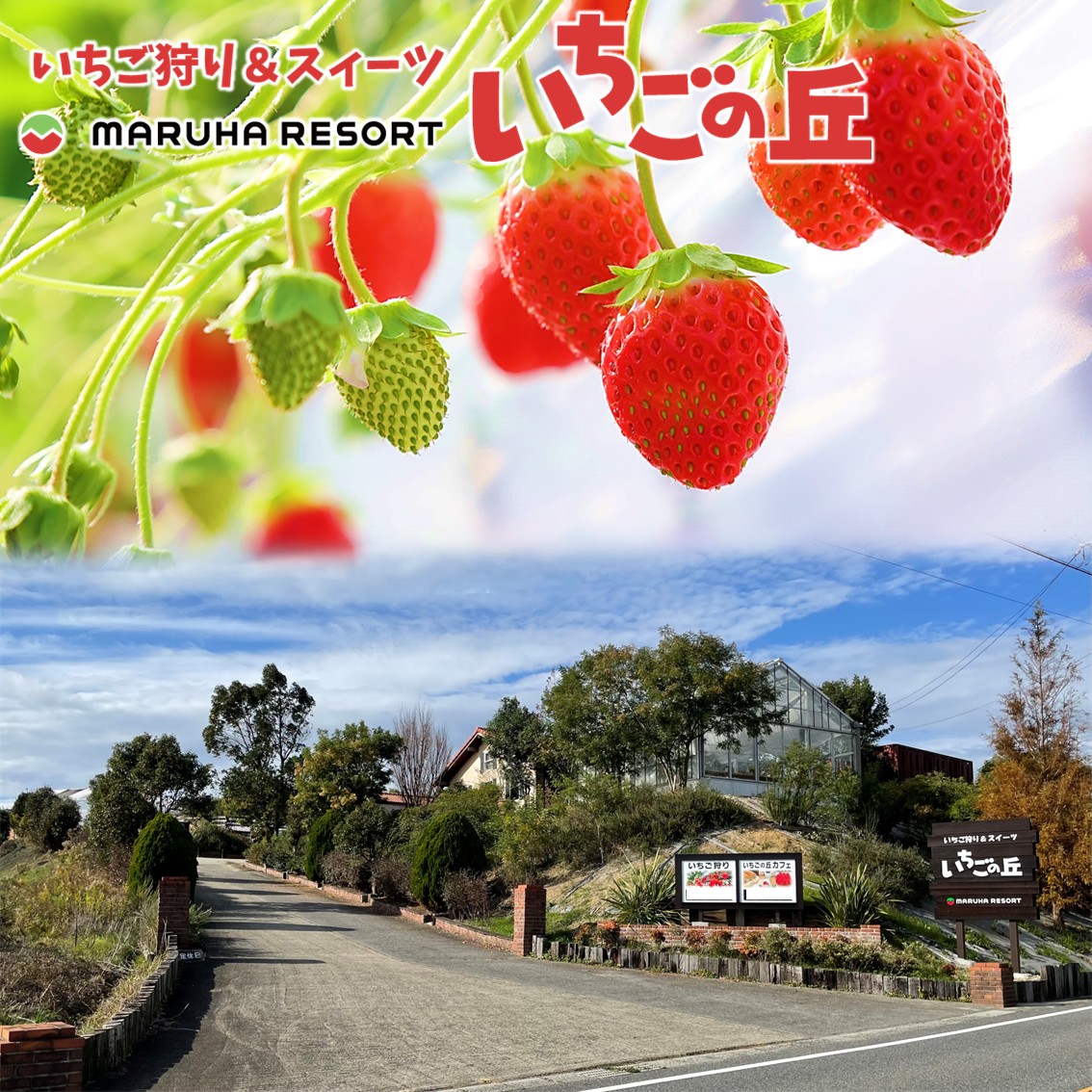 まるは食堂　マルハリゾート　いちごの丘の『 訳あり 』完熟冷凍いちご 500g