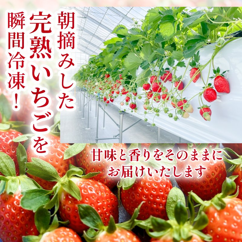 まるは食堂　マルハリゾート　いちごの丘の『 訳あり 』完熟冷凍いちご 500g
