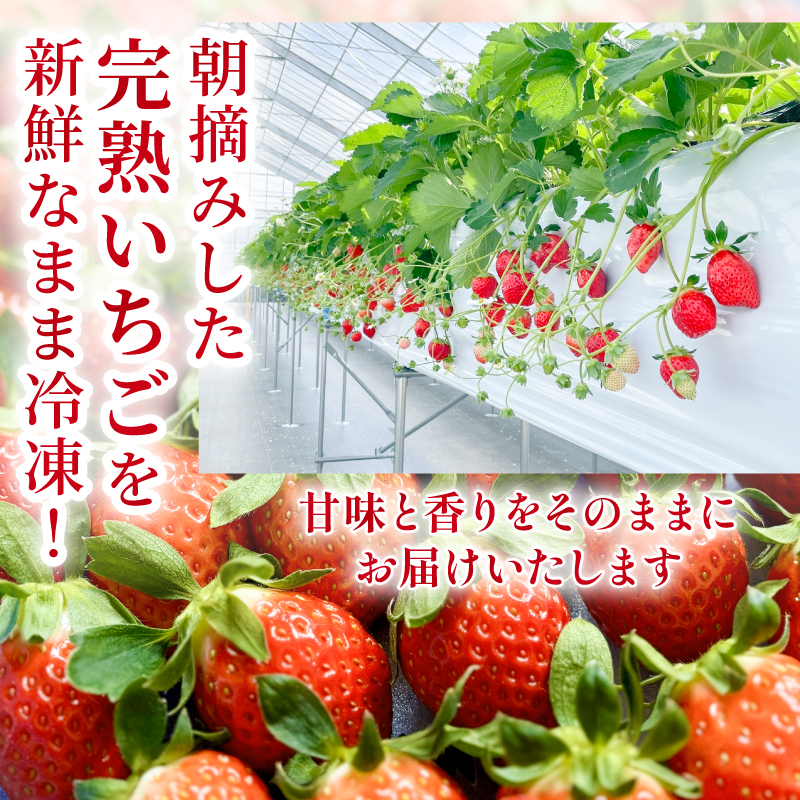 まるは食堂　マルハリゾート　いちごの丘の『 訳あり 』完熟冷凍いちご 2kg