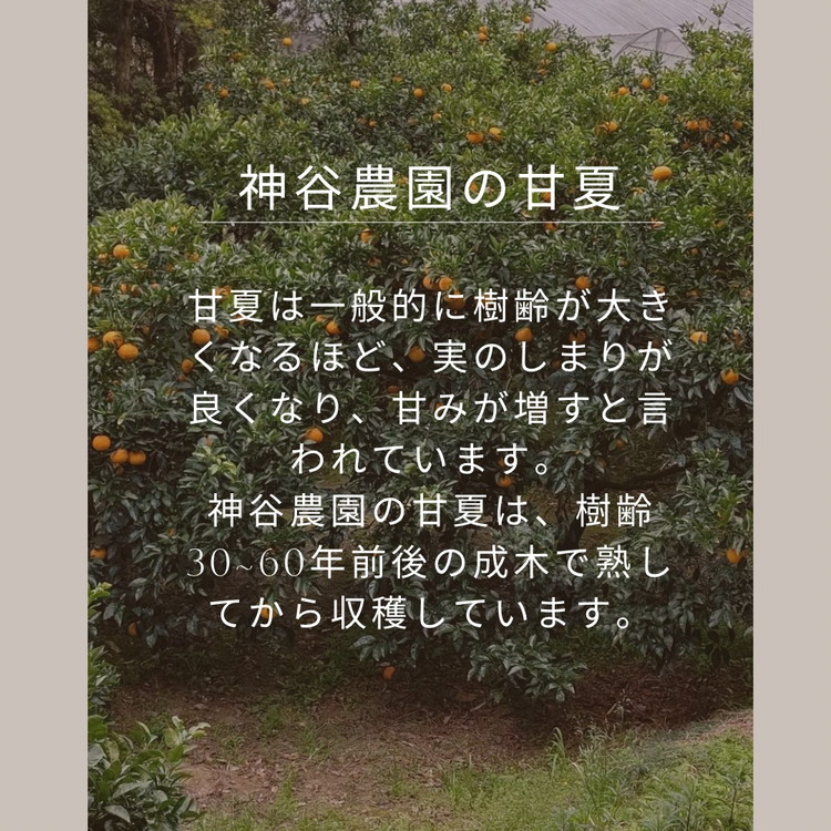 ãèš³ãããçå€8kg | æ°ééå® ããŸãªã€ å€ã¿ãã ææ© ããã〠ãã ãã® ãã«ãŒã åœç£ æç¥ç ç¥å€åå³¶ çŸæµçº 蟲家çŽé ç£å°çŽé â»åæµ·éã»æ²çžã»é¢å³¶ãžã®é
éäžå¯ â»2026幎4æäžæ¬ïœ5æäžæ¬é ã«é 次çºéäºå®