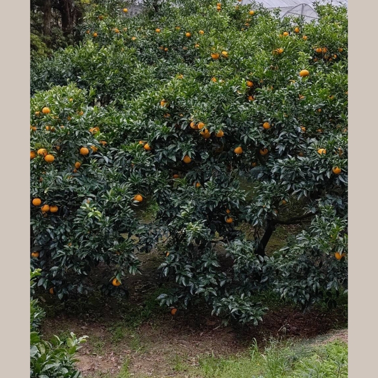 ãèš³ãããçå€8kg | æ°ééå® ããŸãªã€ å€ã¿ãã ææ© ããã〠ãã ãã® ãã«ãŒã åœç£ æç¥ç ç¥å€åå³¶ çŸæµçº 蟲家çŽé ç£å°çŽé â»åæµ·éã»æ²çžã»é¢å³¶ãžã®é
éäžå¯ â»2026幎4æäžæ¬ïœ5æäžæ¬é ã«é 次çºéäºå®