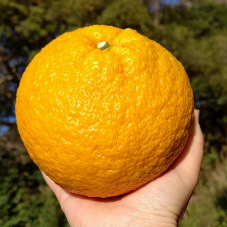 ãèš³ãããçå€8kg | æ°ééå® ããŸãªã€ å€ã¿ãã ææ© ããã〠ãã ãã® ãã«ãŒã åœç£ æç¥ç ç¥å€åå³¶ çŸæµçº 蟲家çŽé ç£å°çŽé â»åæµ·éã»æ²çžã»é¢å³¶ãžã®é
éäžå¯ â»2026幎4æäžæ¬ïœ5æäžæ¬é ã«é 次çºéäºå®