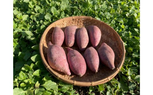 さつまいも4kg　一味唐辛子付き（20g）｜ サツマイモ 紅はるか かんしょ 美浜町産 知多半島産 愛知県産 国産 期間限定 香辛料 調味料 味付け　※北海道・沖縄・離島への配送不可