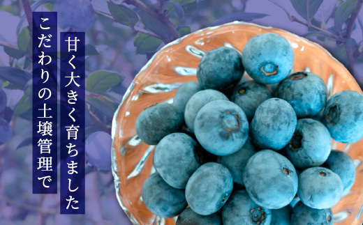 大粒ブルーベリー品種ミックス 500g×2パック 果物 くだもの フルーツ ヨーグルト ジャム 国産 愛知県産 ※2026年6月上旬～8月上旬頃に順次発送予定 ※北海道・沖縄・離島への配送不可