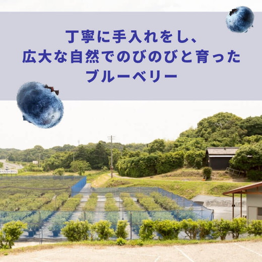 大粒ブルーベリー品種ミックス 125g×6パック 果物 くだもの フルーツ ヨーグルト ジャム 国産 愛知県産 ※2026年6月上旬～8月上旬頃に順次発送予定 ※北海道・沖縄・離島への配送不可