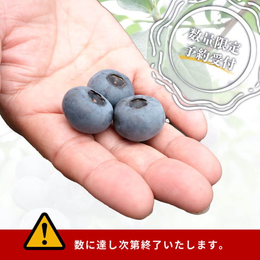 大粒ブルーベリー品種ミックス 125g×6パック 果物 くだもの フルーツ ヨーグルト ジャム 国産 愛知県産 ※2026年6月上旬～8月上旬頃に順次発送予定 ※北海道・沖縄・離島への配送不可