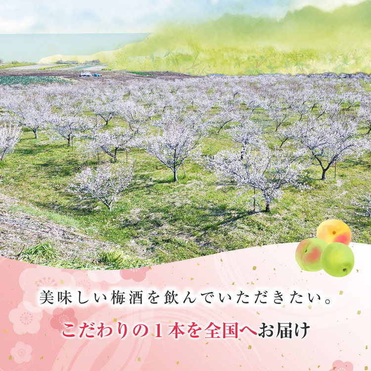 知多梅酒720ml 1ケース ◆ ❘ 梅酒　お酒　國盛　國盛FARM　果実酒　食前酒　リキュール　ロック　ソーダ割　紅南高梅　南高梅　完熟梅　フルーツ　愛知県　美浜町　中埜酒造