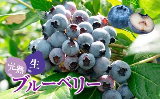 大粒ブルーベリー品種ミックス 500g×2パック 果物 くだもの フルーツ ヨーグルト ジャム 国産 愛知県産 ※2026年6月上旬～8月上旬頃に順次発送予定 ※北海道・沖縄・離島への配送不可