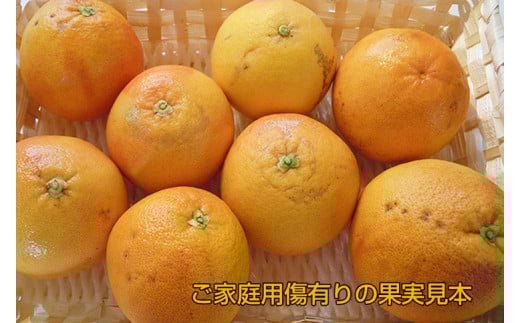 美浜町産グレープフルーツ（スタールビー）　ご家庭用　傷あり　約4kg入り ※2026年5月上旬～8月上旬頃に順次発送予定