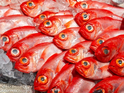 【美浜町・南知多町共通返礼品】年間100万枚販売！魚太郎名物【とろさば】入り・自家製ひもの5種セット★鮮度にこだわる魚屋が丁寧に手作業で作りました！ ※北海道・沖縄・離島への配送不可