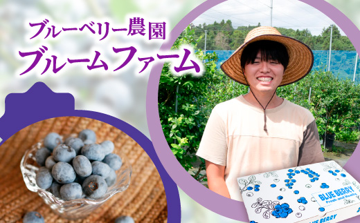 大粒ブルーベリー品種ミックス 500g×2パック 果物 くだもの フルーツ ヨーグルト ジャム 国産 愛知県産 ※2026年6月上旬～8月上旬頃に順次発送予定 ※北海道・沖縄・離島への配送不可