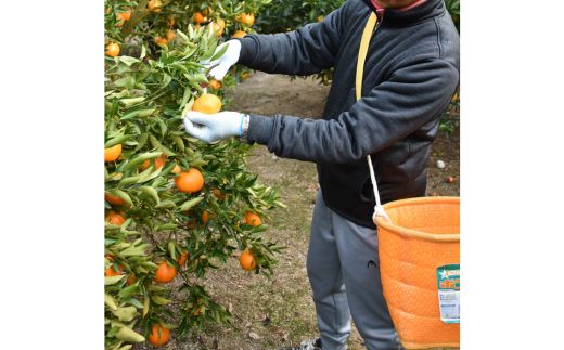 ã¡ããã³ïŒãœãããïŒ5kgïœããã¡ç¥å€ã®ãœããã 倪ç°ãœããã ãã³ã«ã³ ãã«ãŒã æç© æå® ããã〠ã¿ãã ãã«ã³ èæ æééå® æ°ééå® çŸæµçº æç¥ç ç¥å€åå³¶ åœç£ãâ»åæµ·éã»æ²çžã»é¢å³¶ãžã®é
éäžå¯ãâ»2026幎1æäžæ¬ïœ2æäžæ¬é ã«é 次çºéäºå®