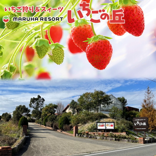 ãŸãã¯é£å ãã«ããªãŸãŒã ãã¡ãã®äž ãèš³ããã å®ç å·åãã¡ã 500g | èš³ãã ãã¡ã ã€ã㎠å·å åœç£ å®ç ã¹ã ãŒãžãŒ ãžã£ã ãšãŒã°ã«ã ã·ã£ãŒããã ãã¶ãŒã ã¢ã€ã¹ ãã〠æç© ãã«ãŒã æç¥ç çŸæµçº â»åæµ·éã»æ²çžã»é¢å³¶ãžã®é
éäžå¯