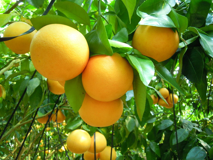 美浜町産グレープフルーツ（スタールビー）　ご家庭用　傷あり　約10kg　※2026年5月上旬～7月上旬頃に順次発送予定