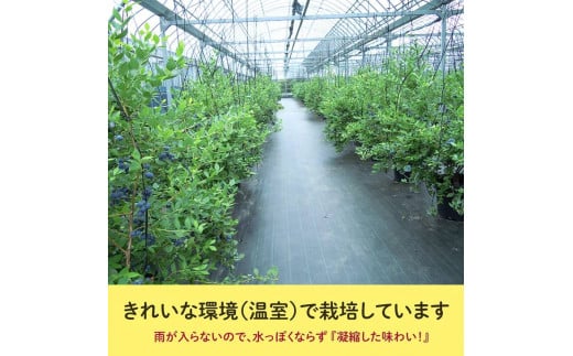 【定期便】大粒ブルーベリー　人気品種4パック×3ヶ月連続お届け  ※2025年5月上旬〜7月上旬頃に順次発送予定 ※着日指定不可