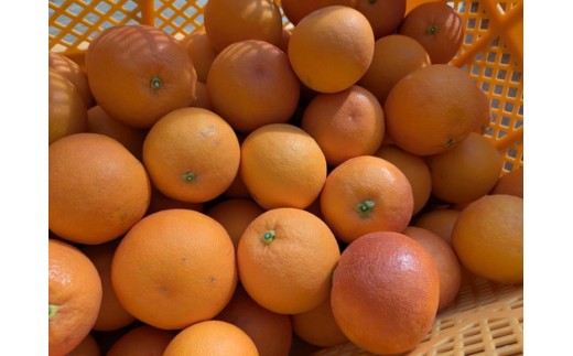 美浜町産ブラッドオレンジタロッコ　ご家庭用　傷あり　約4.5kg入り ※2026年4月中旬～5月中旬頃に順次発送予定