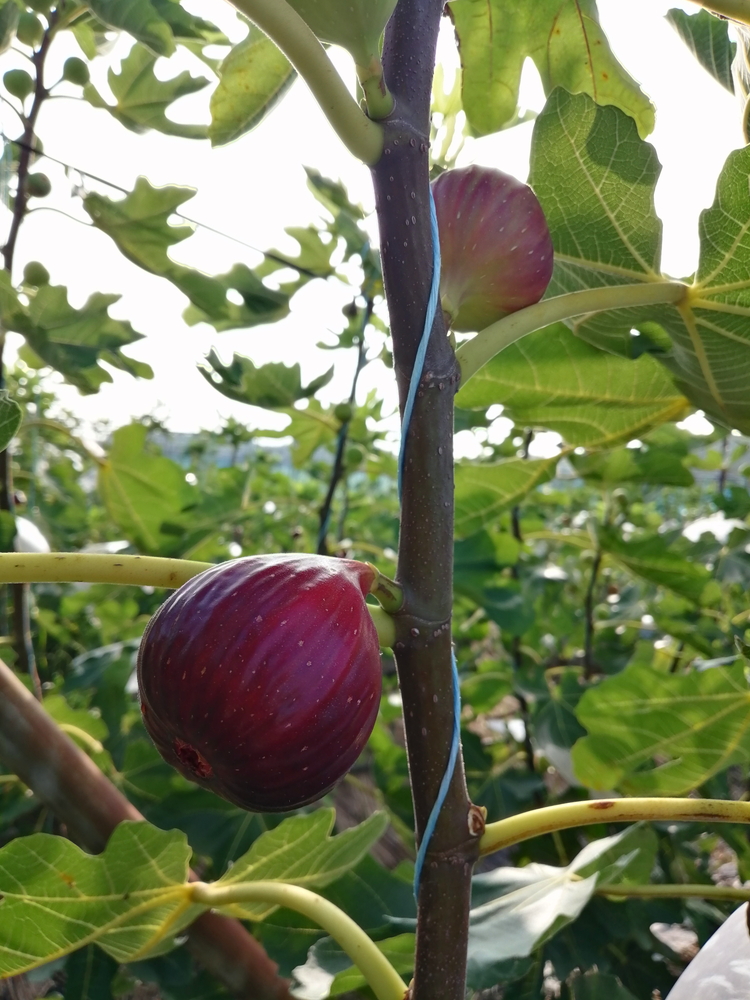 いちじく農家が作るこだわりの無添加いちじくジャム3本セット