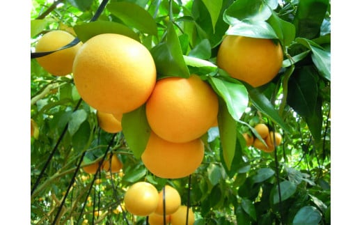 美浜町産グレープフルーツ（スタールビー）　ご家庭用　傷あり　約4kg入り ※2026年5月上旬～8月上旬頃に順次発送予定