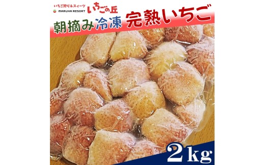 まるは食堂 マルハリゾート いちごの丘 『訳あり』完熟 冷凍いちご 2kg 1kg×2袋 ｜ 訳あり いちご イチゴ 冷凍 2kg 国産 完熟 スムージー ジャム ヨーグルト シャーベット デザート アイス おやつ 果物 フルーツ 愛知県 美浜町 ※北海道・沖縄・離島への配送不可