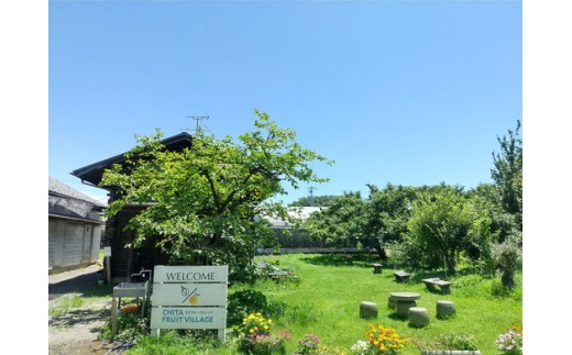 美浜町産ブラッドオレンジタロッコ　オーナー制度