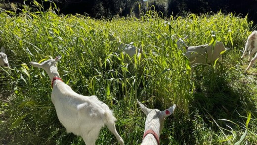 ãäœéšåè¿ç€Œåãã€ã®ã®é£Œè²å¡ããäœéšã³ãŒã¹ïŒæ¥å Ž/3æéïŒ2å