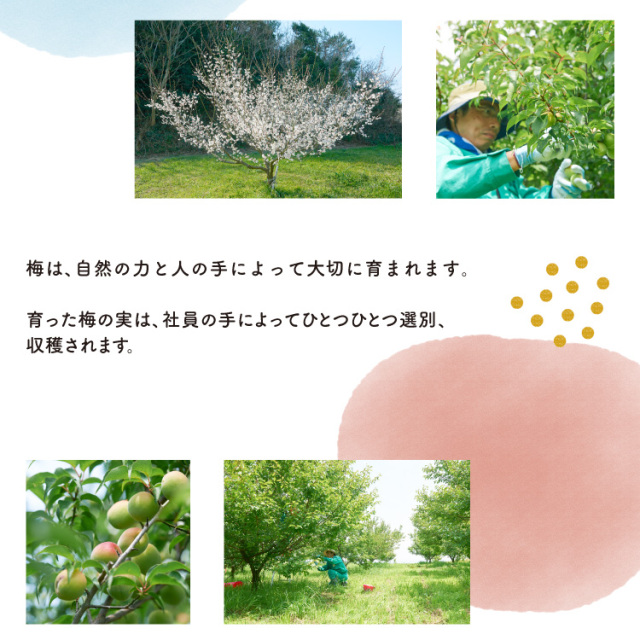 知多露茜720ml×1本 ◆ ❘ 梅酒　お酒　國盛　國盛FARM　果実酒　食前酒　リキュール　ロック　ソーダ割　紅南高梅　南高梅　完熟梅　フルーツ　愛知県　美浜町　中埜酒造