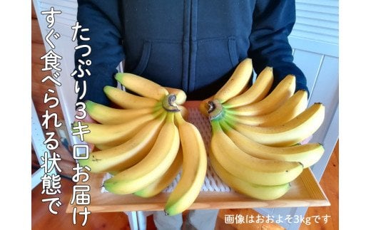 超希少!国産完熟バナナ(モッチリ系の品種)たっぷり3kg すぐ食べられる状態でお届け! ｜ 美浜町産 産地直送