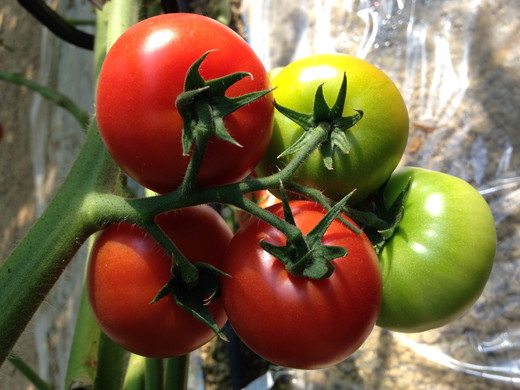 ãšãŸãšã®çåããŸãçŽ2.8kg â»2026幎1æäžæ¬ïœ5æäžæ¬é ã«é 次çºéäºå®â