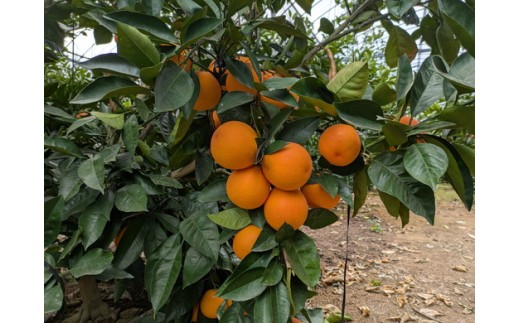 美浜町産ブラッドオレンジタロッコ　ご家庭用　傷あり　約4.5kg入り ※2026年4月中旬～5月中旬頃に順次発送予定