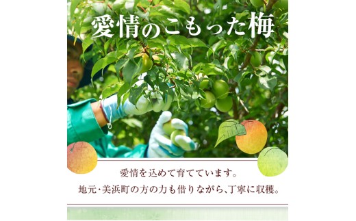 知多梅酒720ml×1本 梅酒 お酒 國盛 國盛FARM 果実酒 食前酒 リキュール ロック ソーダ割 紅南高梅 南高梅 完熟梅 フルーツ 愛知県 美浜町 中埜酒造