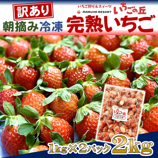 まるは食堂 マルハリゾート いちごの丘 『訳あり』完熟 冷凍いちご 2kg 1kg×2袋 ｜ 訳あり いちご イチゴ 冷凍 2kg 国産 完熟 スムージー ジャム ヨーグルト シャーベット デザート アイス おやつ 果物 フルーツ 愛知県 美浜町 ※北海道・沖縄・離島への配送不可