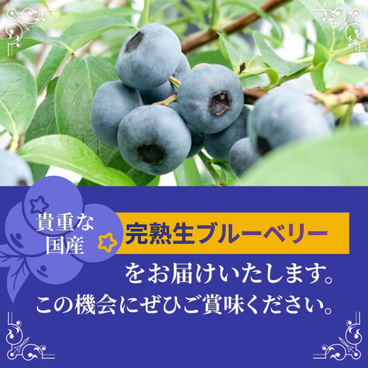 大粒ブルーベリー品種ミックス 125g×6パック 果物 くだもの フルーツ ヨーグルト ジャム 国産 愛知県産 ※2026年6月上旬～8月上旬頃に順次発送予定 ※北海道・沖縄・離島への配送不可