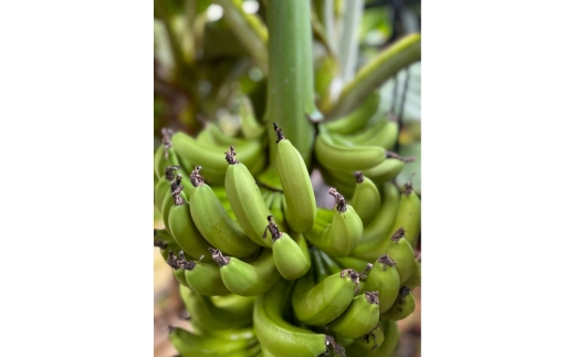 äžæŽ¥ãžã³ ç¥å€ããã 500ml 1æ¬ | é
ãé
ãããé
ã¹ããªãã ã¯ã©ãããžã³ èžçé
åœç£ ã«ã¯ãã« ããã ãœãŒãå²ã NAKATSU GIN ã¢ã«ã³ãŒã« ãã㯠ãœãŒã ãžã³ããã㯠ã®ãã ãè©Šã æ©é
æç¥ç çŸæµçº â»2026幎5æäžæ¬ïœ9æäžæ¬é ã«é 次çºéäºå®