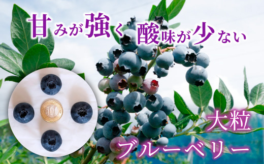 大粒ブルーベリー品種ミックス 500g×2パック 果物 くだもの フルーツ ヨーグルト ジャム 国産 愛知県産 ※2026年6月上旬～8月上旬頃に順次発送予定 ※北海道・沖縄・離島への配送不可