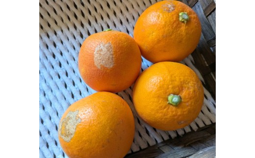 美浜町産ブラッドオレンジタロッコ　ご家庭用　傷あり　約4.5kg入り ※2026年4月中旬～5月中旬頃に順次発送予定