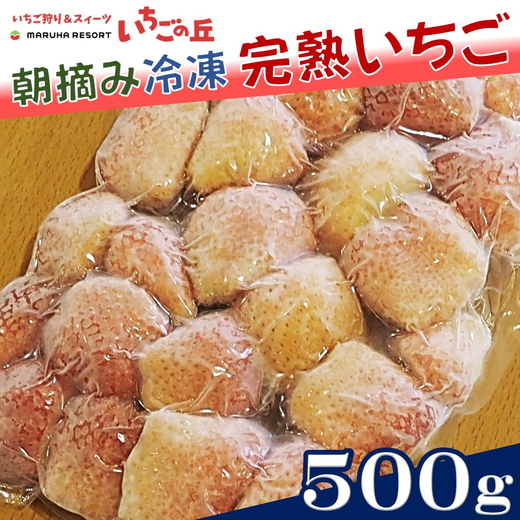 まるは食堂 マルハリゾート いちごの丘 『訳あり』 完熟 冷凍いちご 500g | 訳あり いちご イチゴ 冷凍 国産 完熟 スムージー ジャム ヨーグルト シャーベット デザート アイス おやつ 果物 フルーツ 愛知県 美浜町 ※北海道・沖縄・離島への配送不可